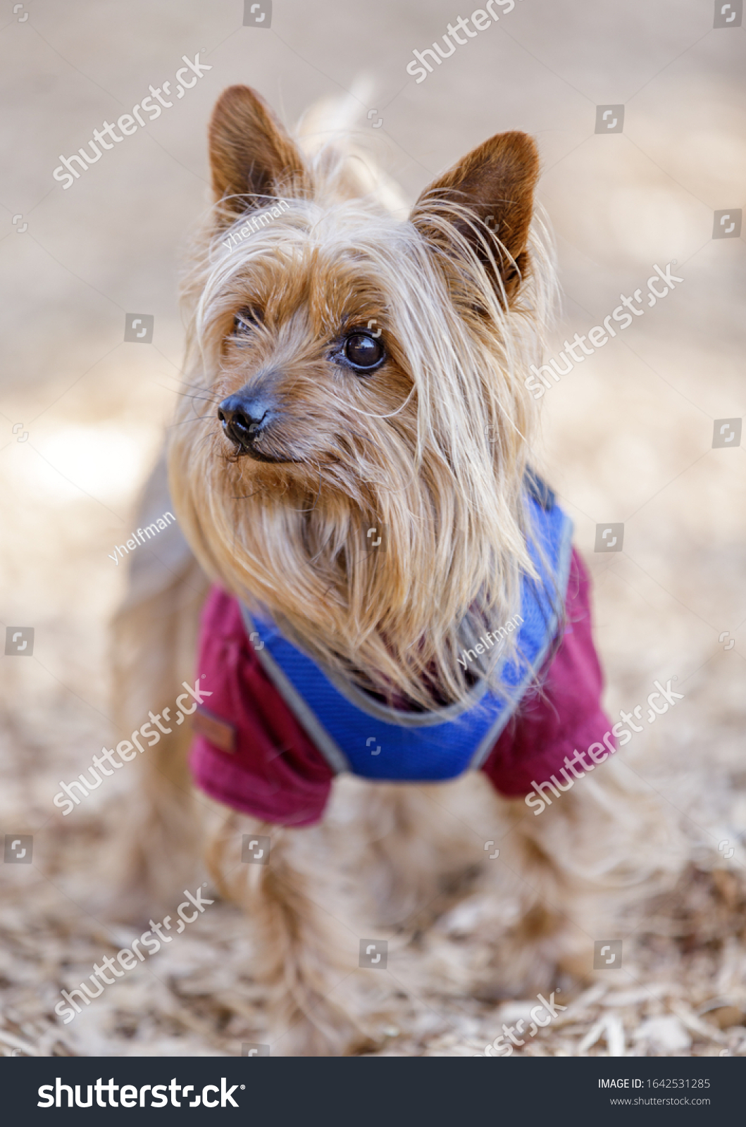 what are yorkies mixed with