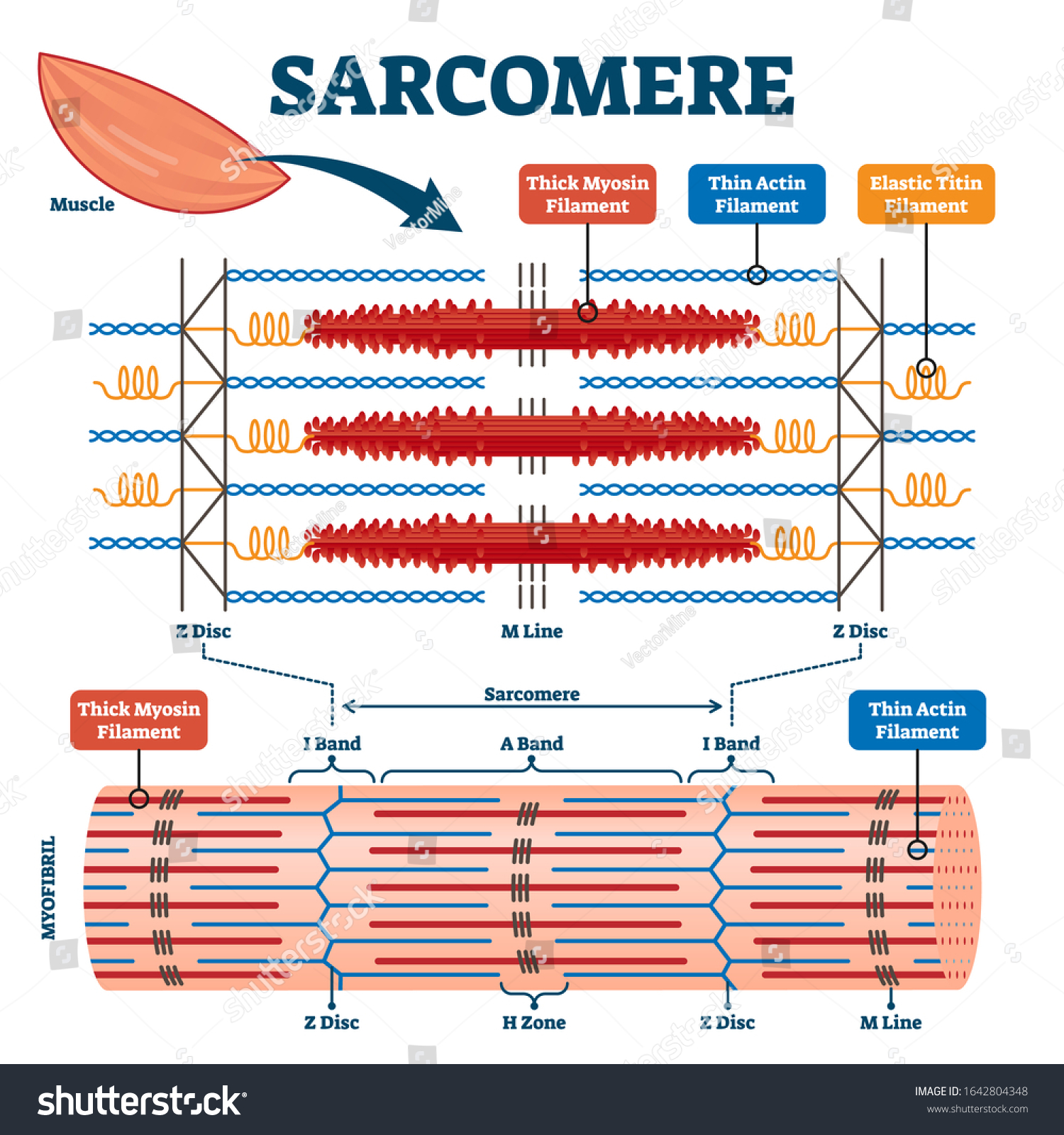 Sarcomere Muscular Biology Scheme Vector Illustration Stockvector