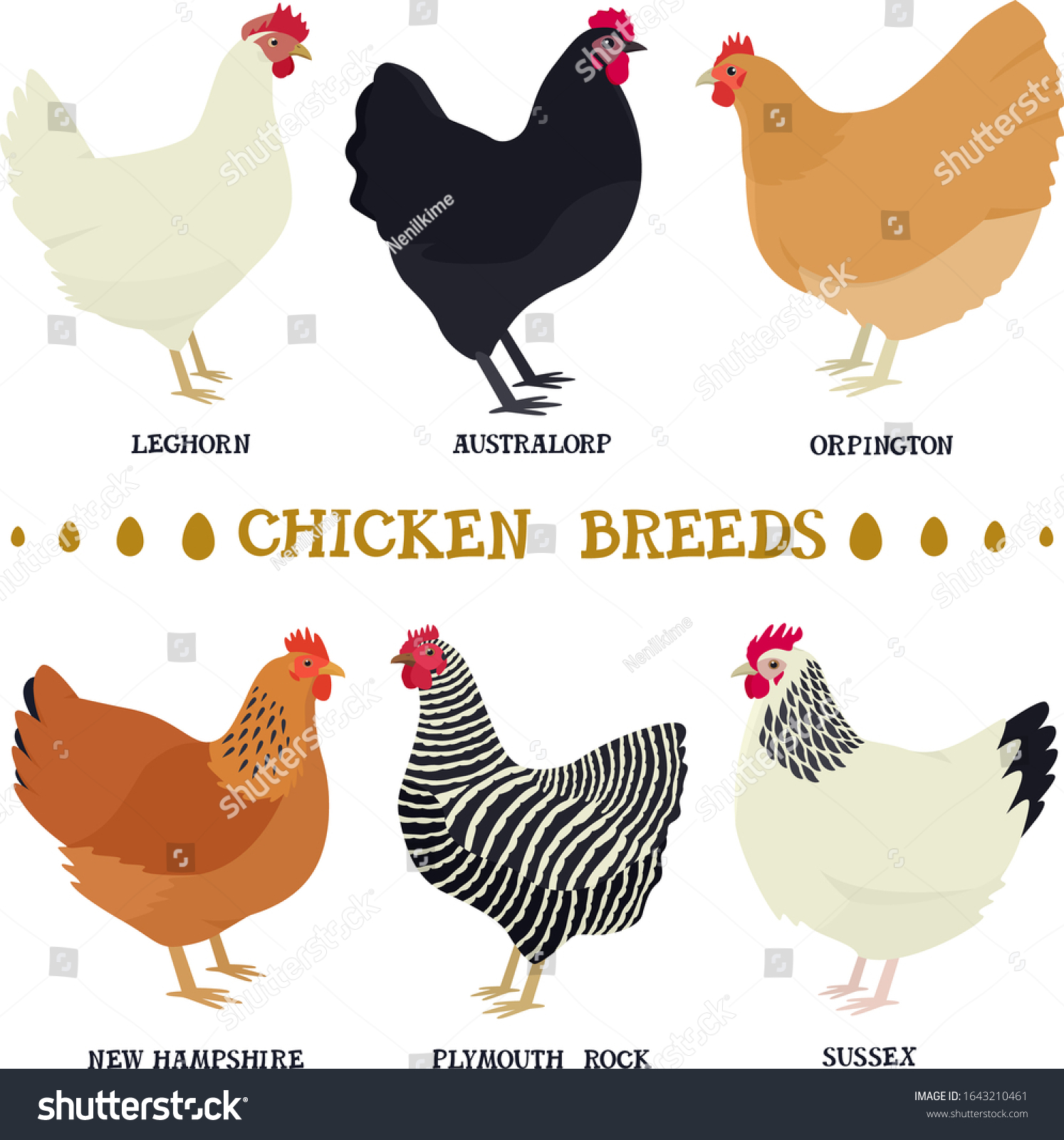 Farming Today Vector Illustrations Popular Chicken Stock Vector ...