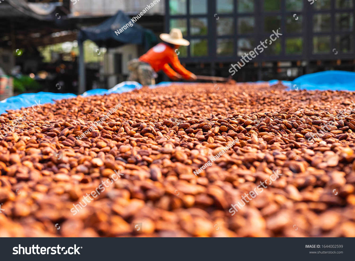 Cocoa Farmers Brown Organic Cocoa Beans Stock Photo 1644002599