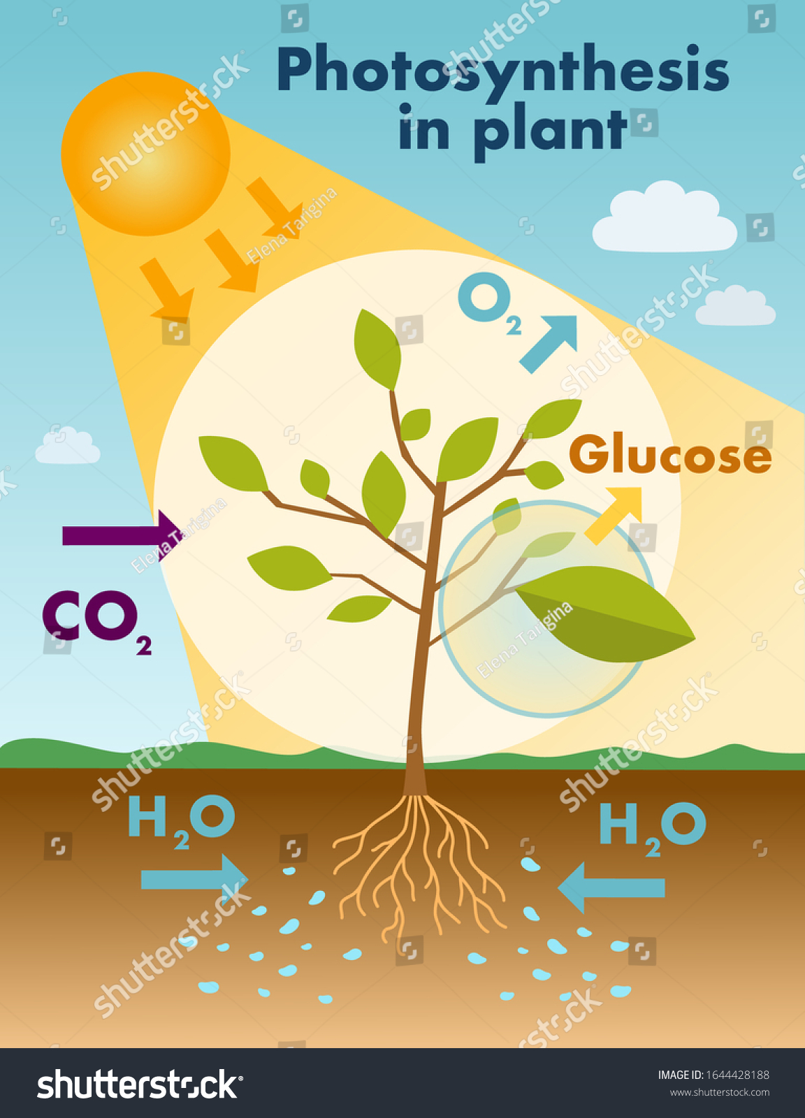 Diagram Showing Process Photosynthesis Illustration Easily Stock Vector ...
