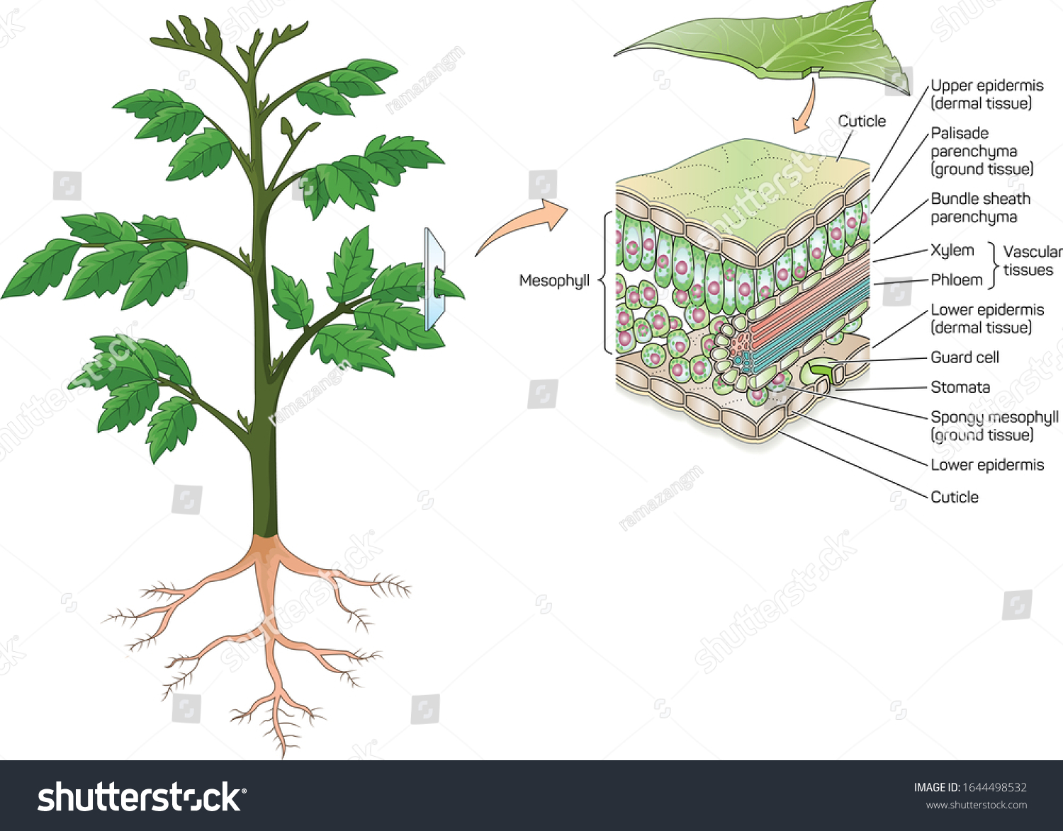 Leaf Cross Section Plants Vector Stock Vector (royalty Free) 1644498532 