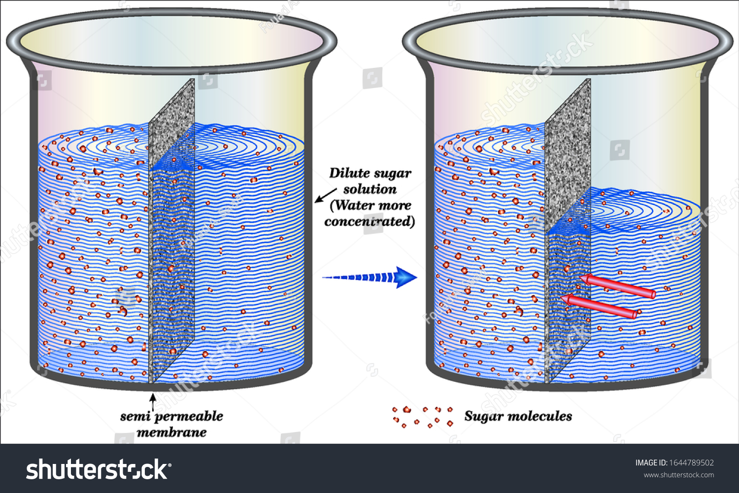 process-osmosis-over-semipermeable-membrane-stock-vector-royalty-free