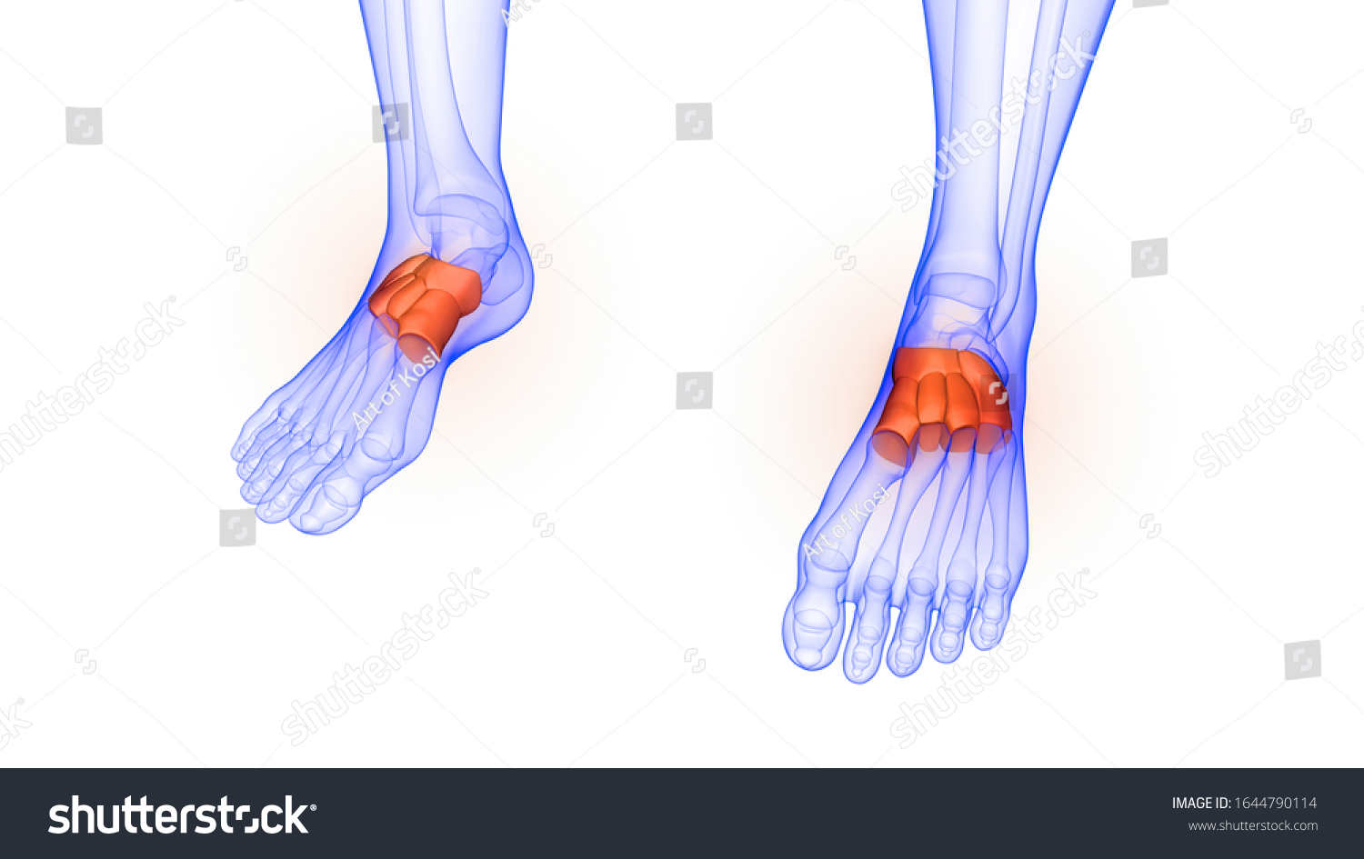 Foot Joints Human Skeleton System Anatomy Stock Illustration 1644790114 ...