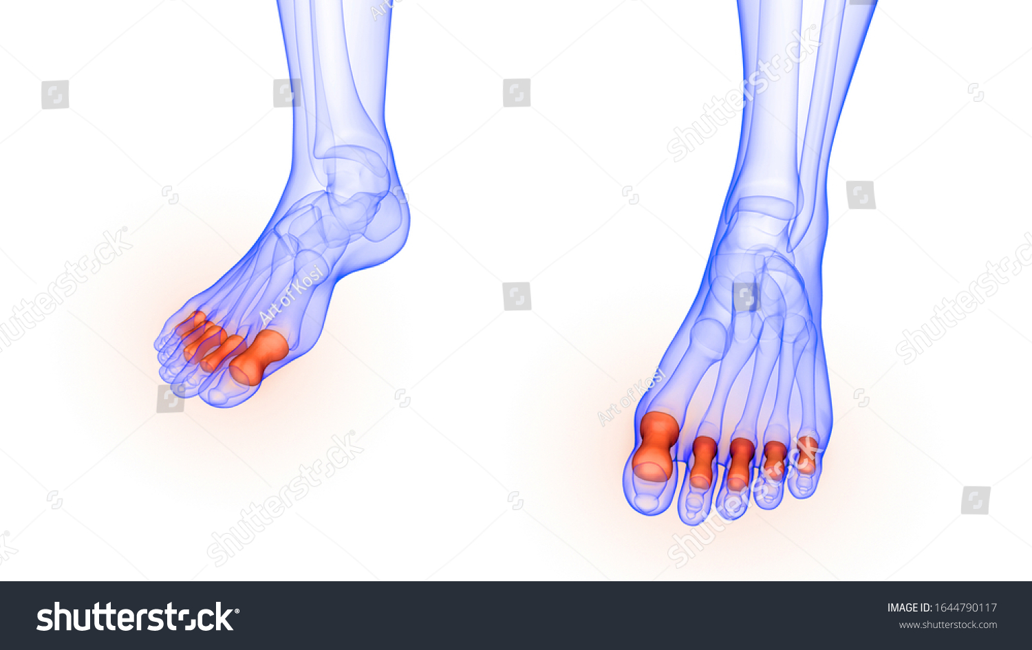 Phalanges Joints Human Skeleton System Anatomy Stock Illustration 