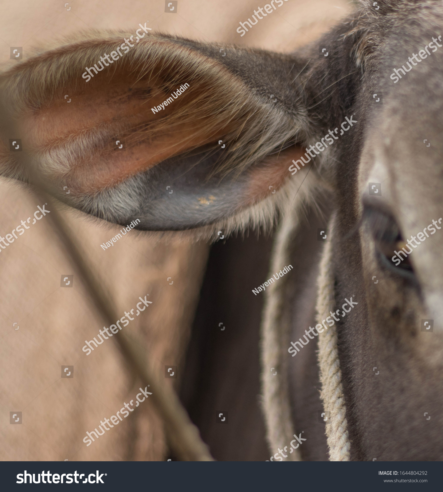 Close Look Cow Ear Stock Photo 1644804292 | Shutterstock