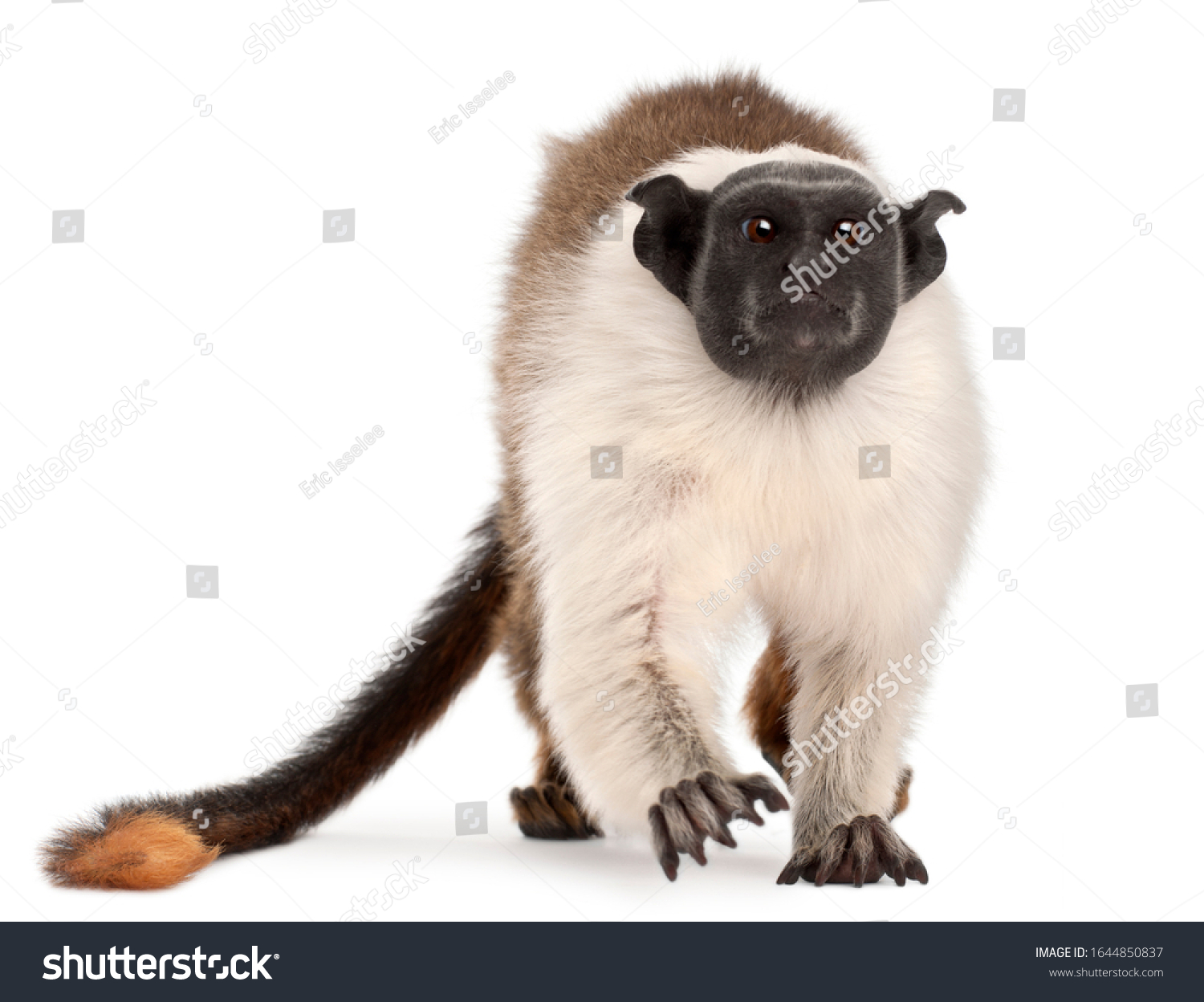 Pied Tamarin Saguinus Bicolor 4 Years Stock Photo 1644850837 | Shutterstock