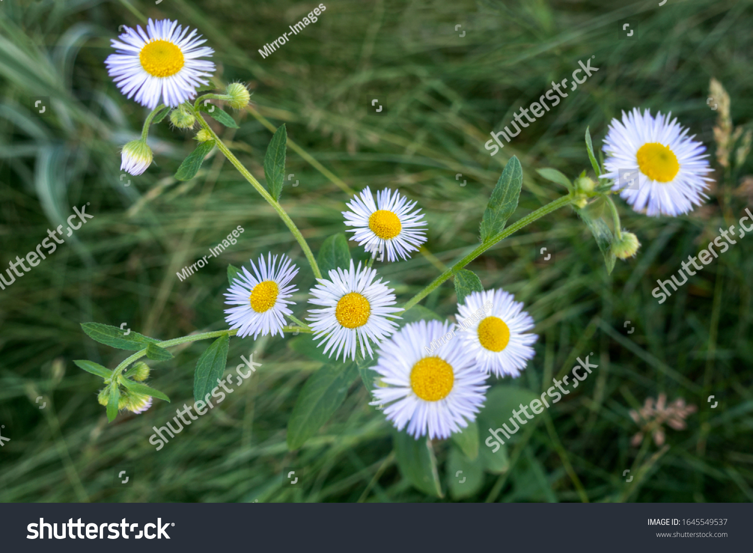 5,285 Fleabane Flower Images, Stock Photos & Vectors | Shutterstock