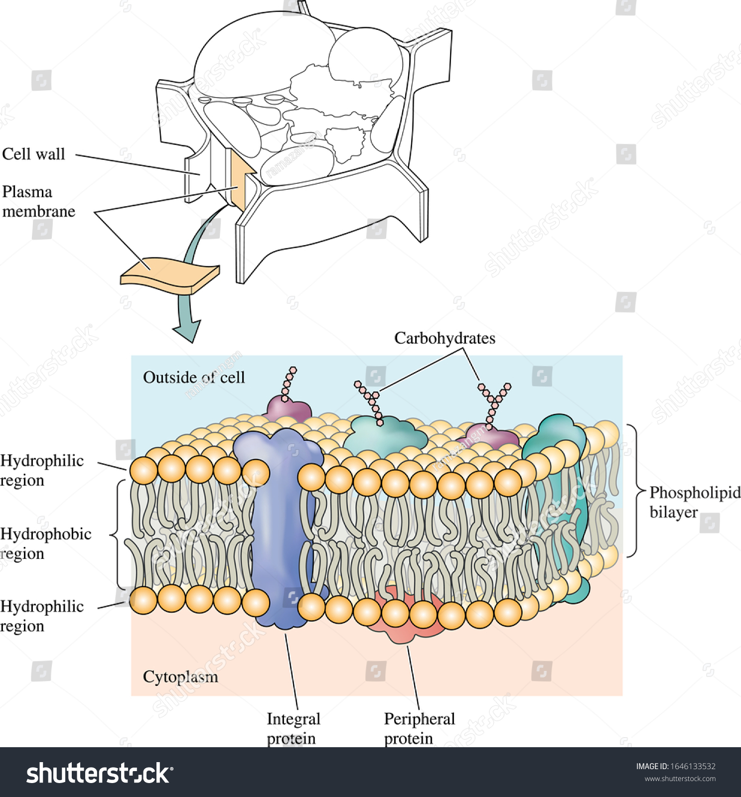 Plasma Membrane Endoplasmic Reticulum Proteins Stock Vector (royalty 