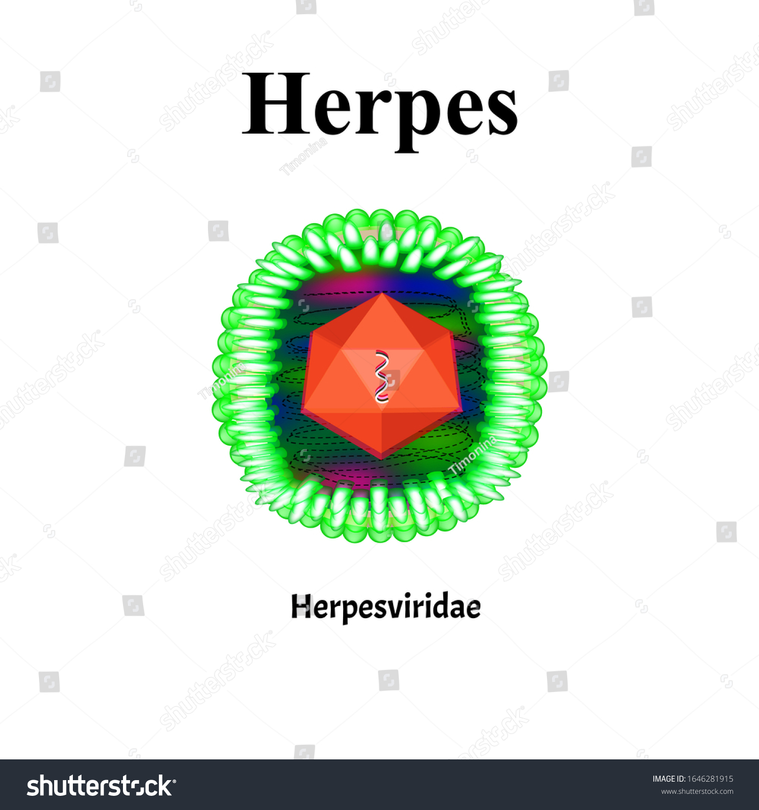 Herpes Structure Herpes Virus Infection Sexually Stock Vector Royalty Free 1646281915