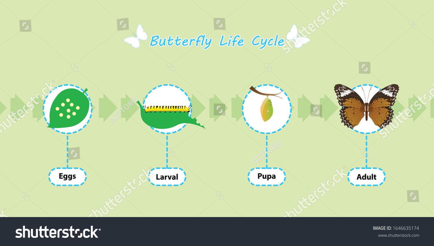 Butterfly Life Cycle Vector Educationagriculturalsciencegraphic ...