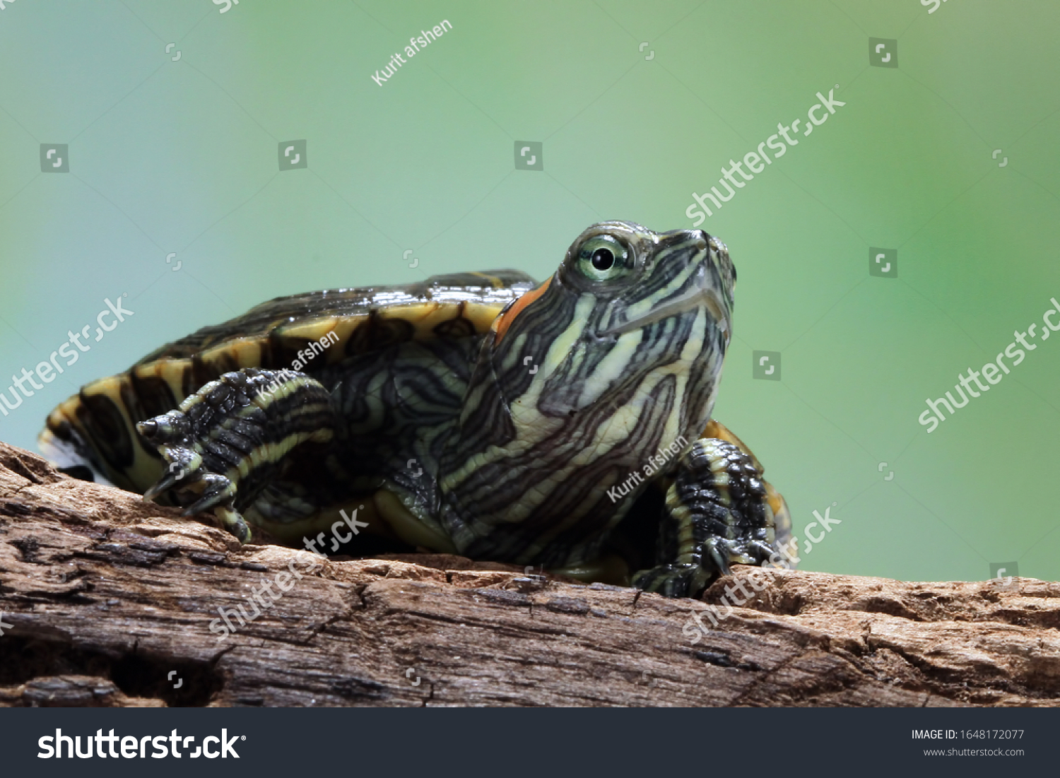 Funny Face Brazilian Turtle Cute Little Stock Photo 1648172077 ...