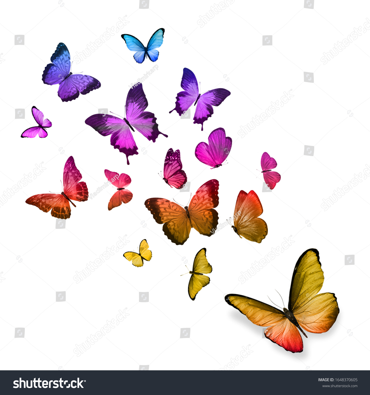 Flying Tropical Butterfly Isolated On White Stock Photo 1648370605 ...