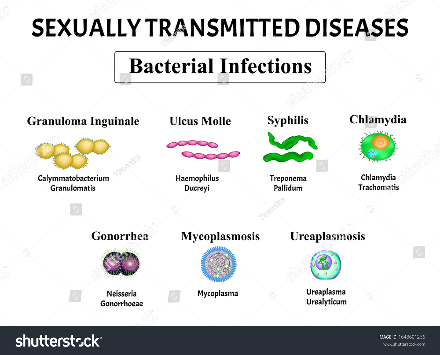 Syphilis Spirochaete Treponema Gonococcus Gonorrhea Chlamydiosis Stock ...