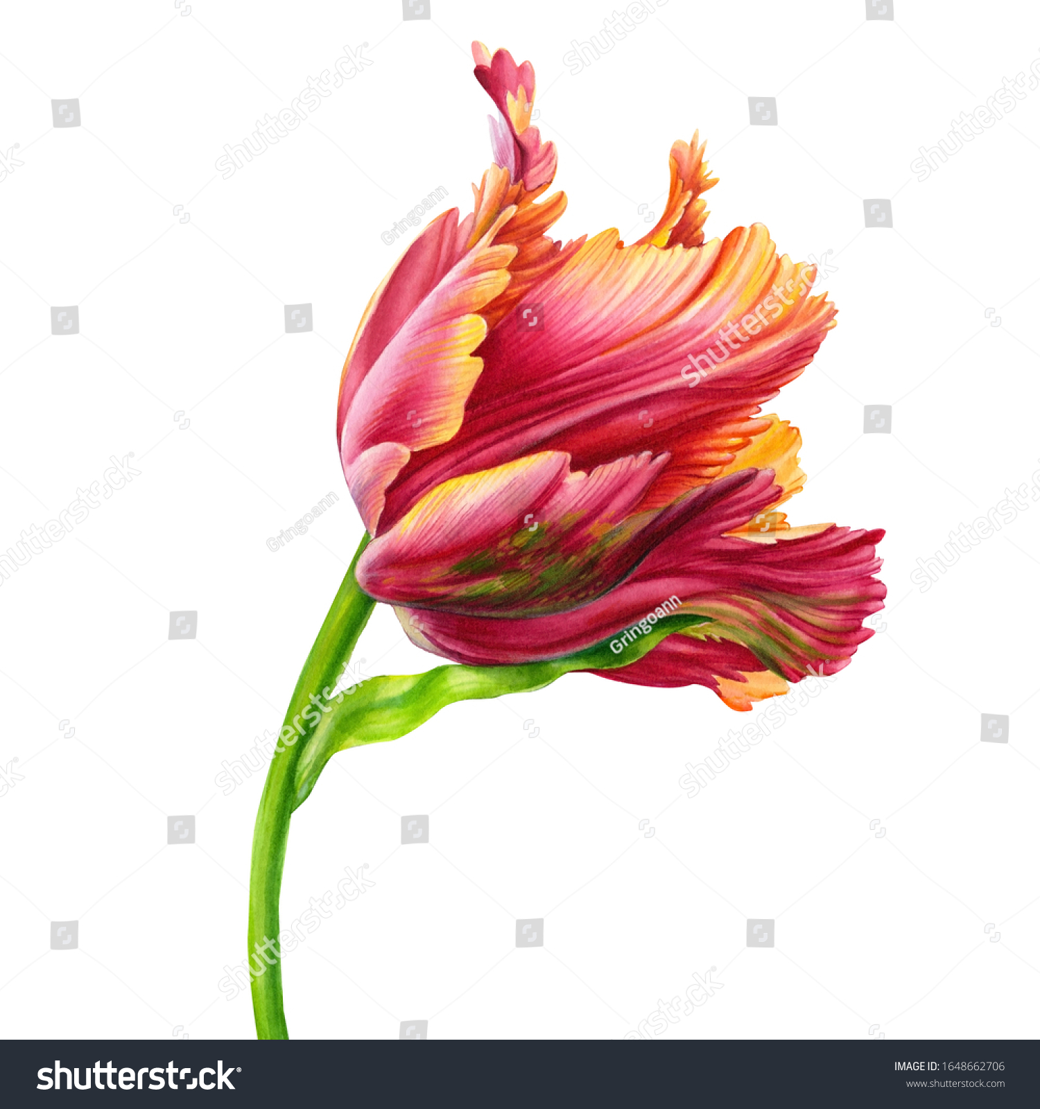 Watercolor Tulips Colorful Tulips On Isolated Stock Illustration ...