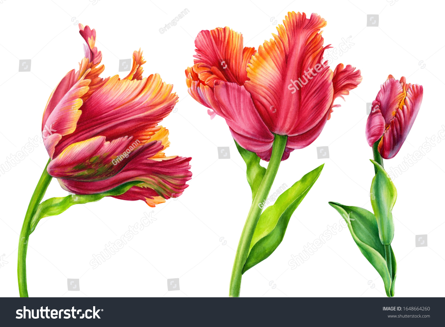 Set Tulips On Isolated White Background Stock Illustration 1648664260 ...