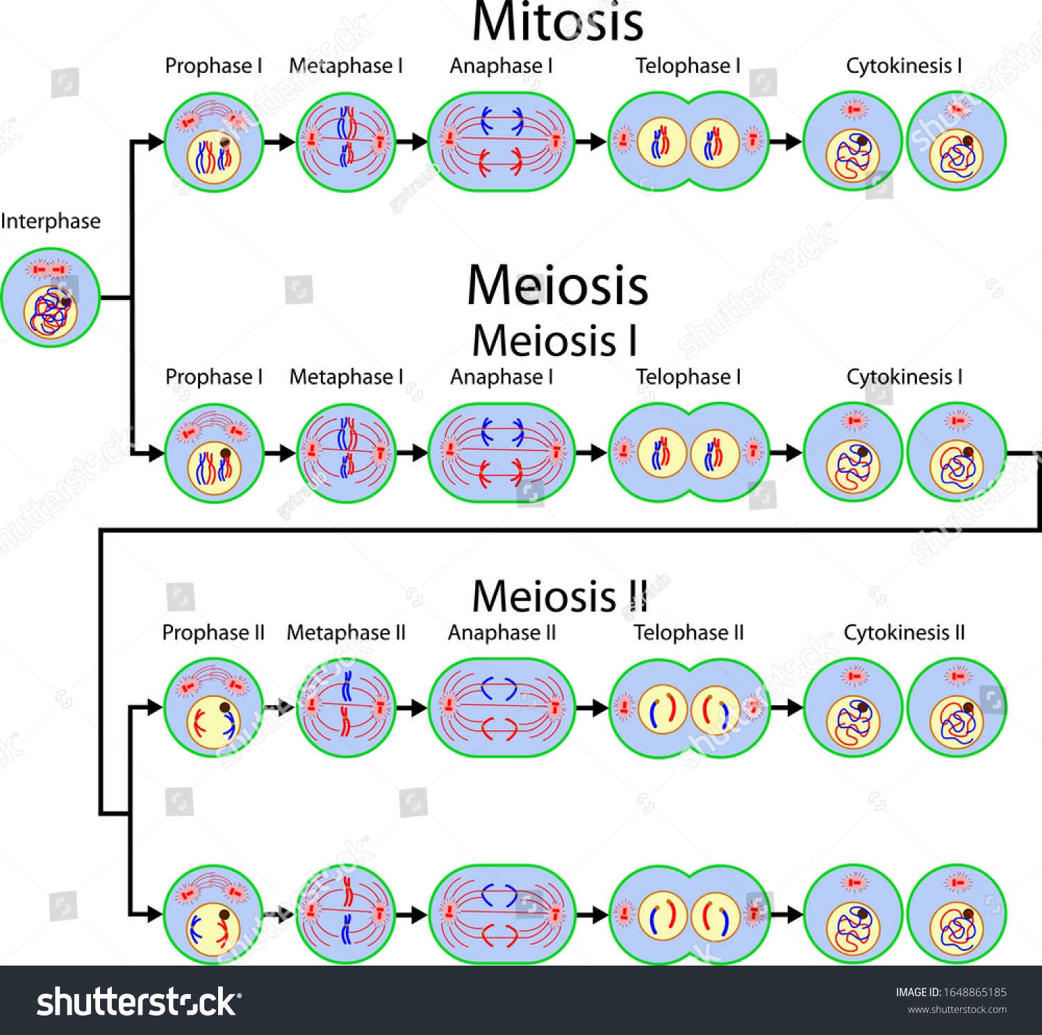 Mitosis Meiosis Cell Division Stock Vector (Royalty Free) 1648865185 ...