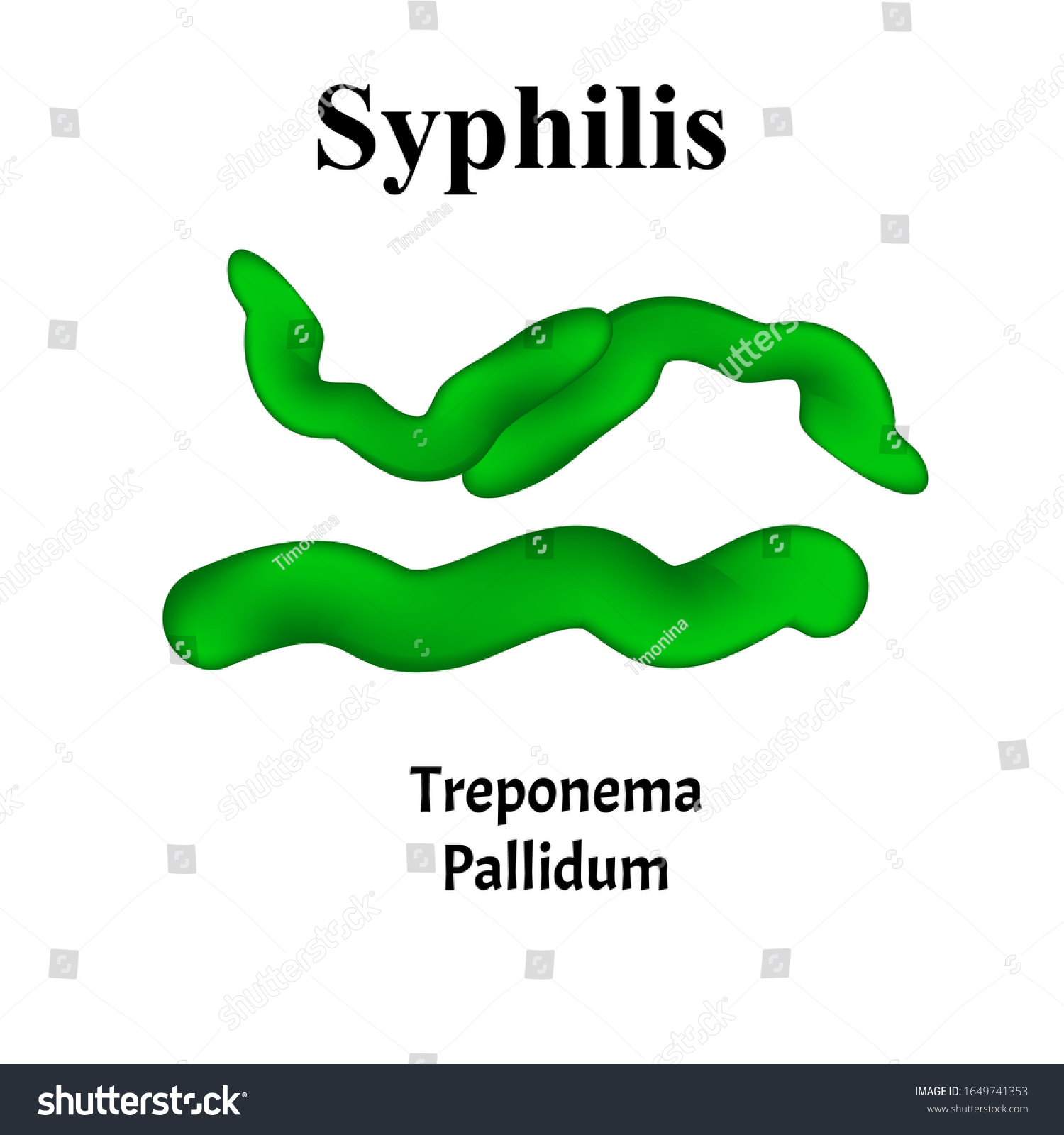 Treponema pallidum отрицательный. ИФА на Treponema pallidum. Анти трепонема ралладиум. АТ К трепонема паллидум что это. Сифилис трепонема паллидум.