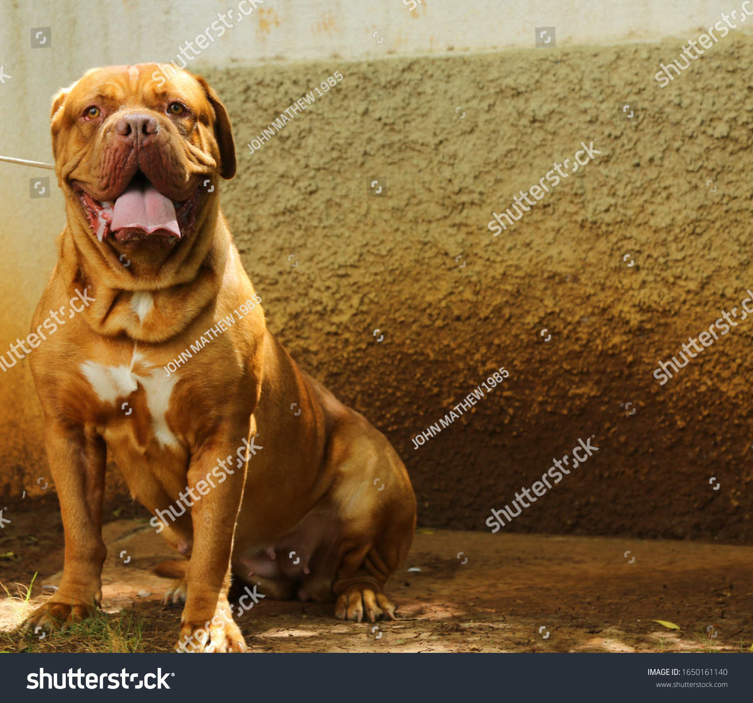 how big do female french mastiffs get