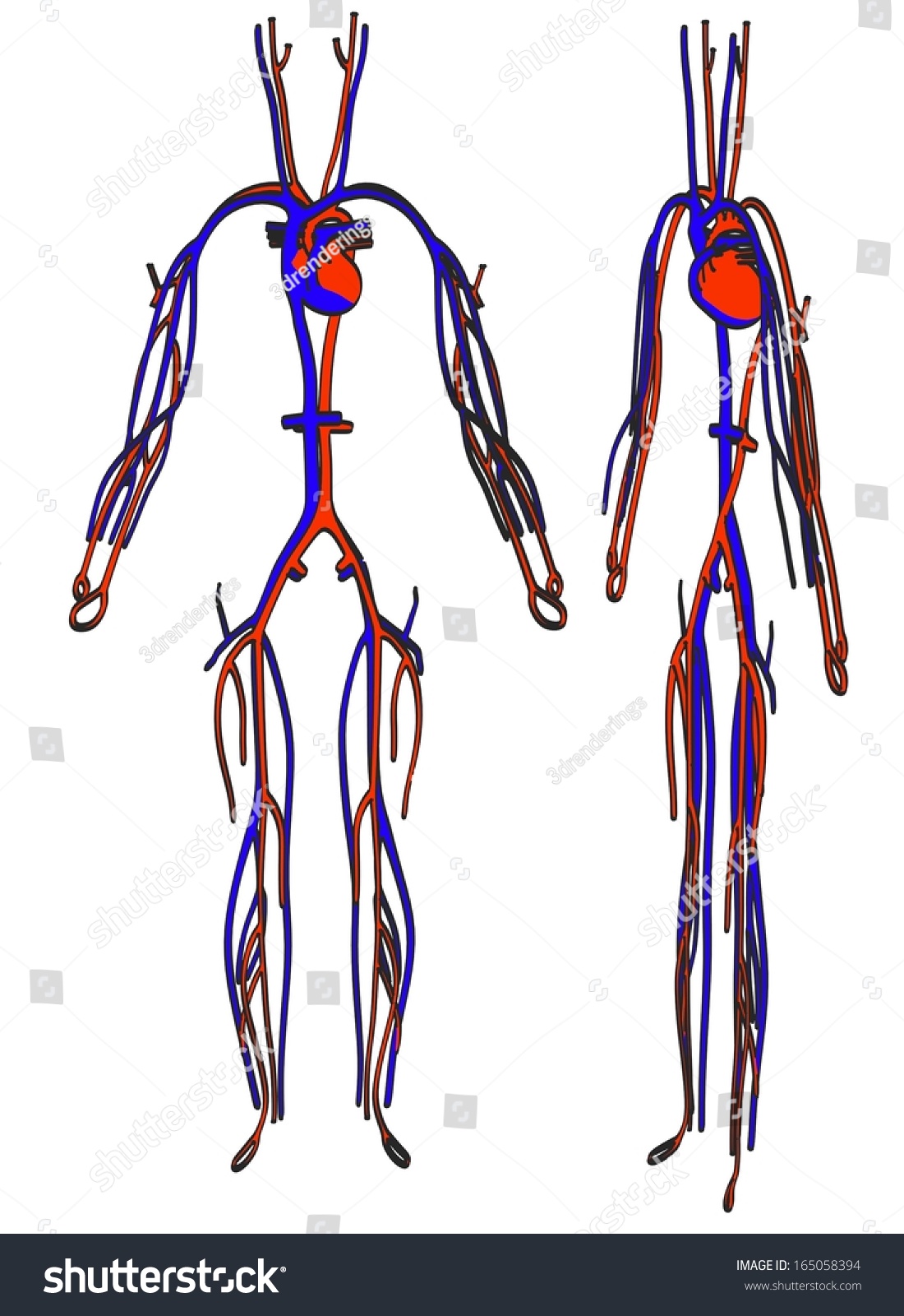 Cartoon Image Circulatory System Stock Illustration 165058394 ...