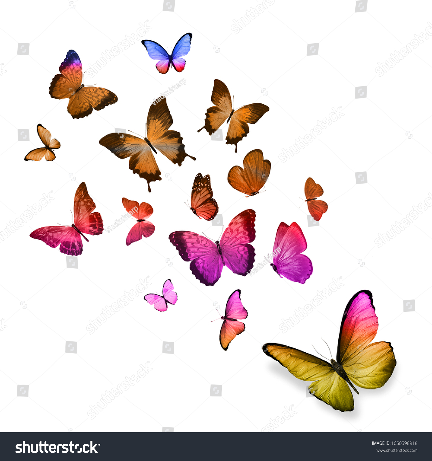 Flying Tropical Butterfly Isolated On White Stock Photo 1650598918 ...