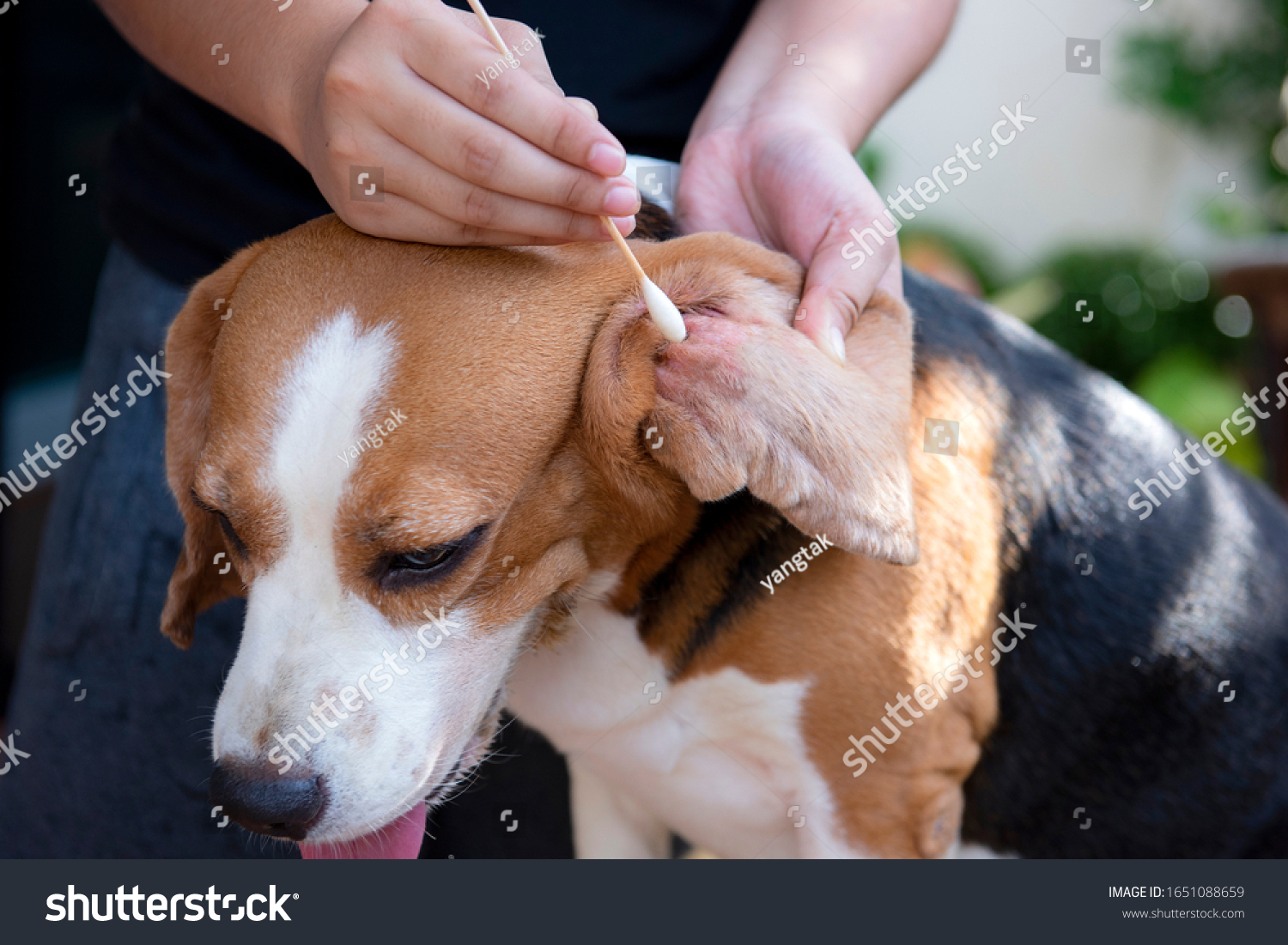 Как выглядит сера у собаки 17 583 рез. по запросу "Clean ears animals" - изображения, стоковые фотографии и