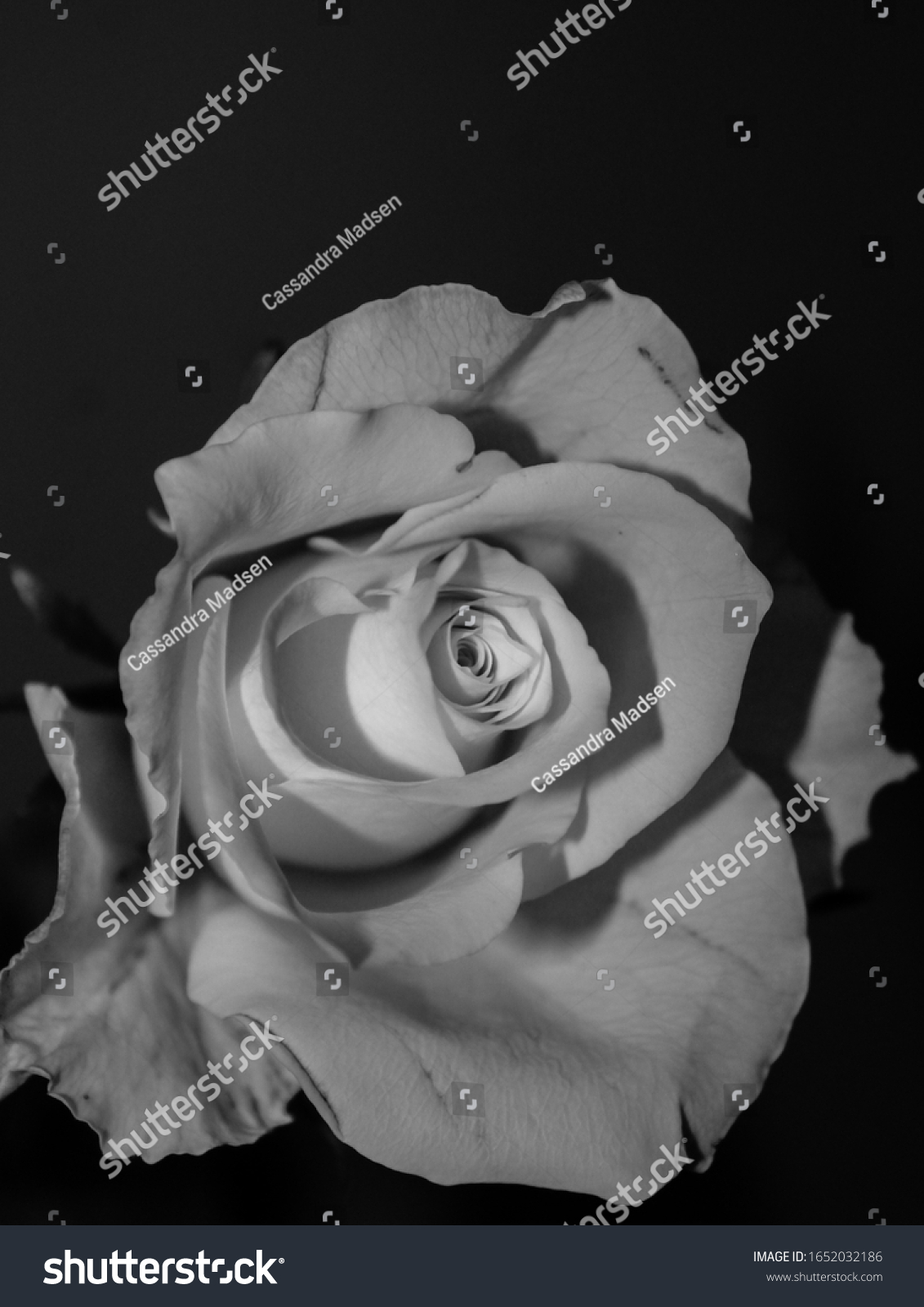 Monochromatic Rose Wallpaper Background Design Stock Photo 1652032186 ...