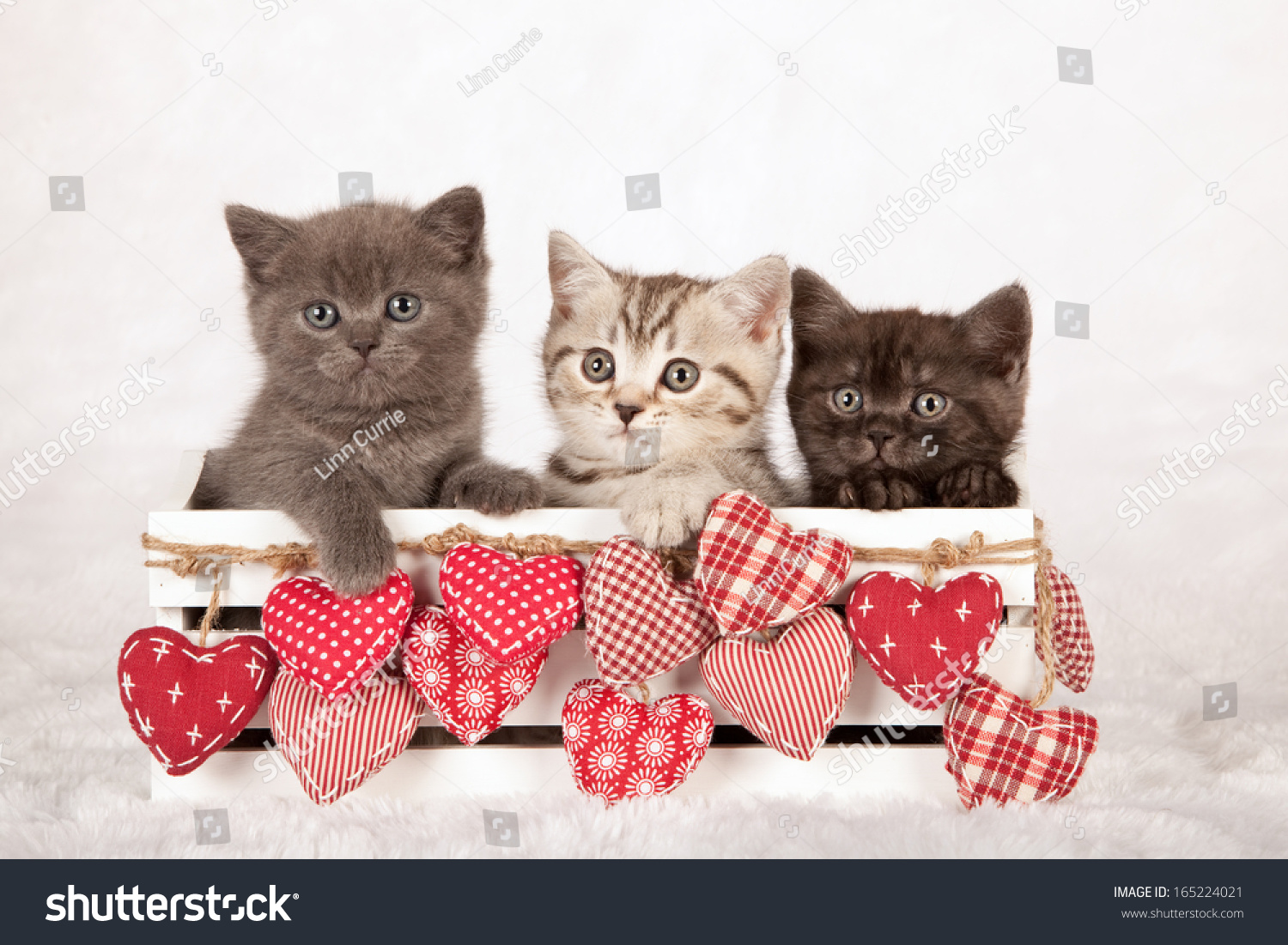 день святого валентина кошка