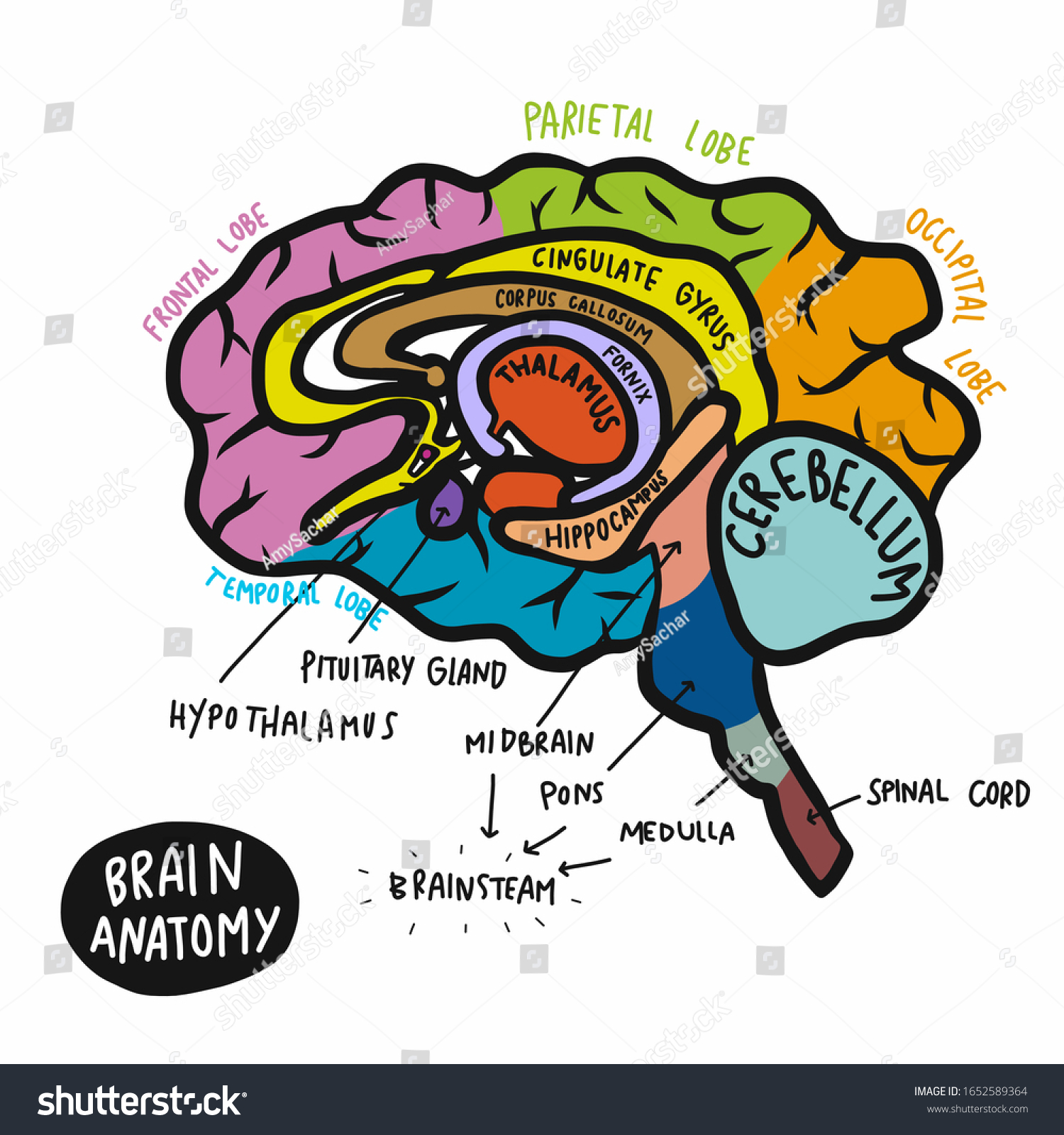 Colourful Human Brain Anatomy Vector Illustration Stock Vector (Royalty ...