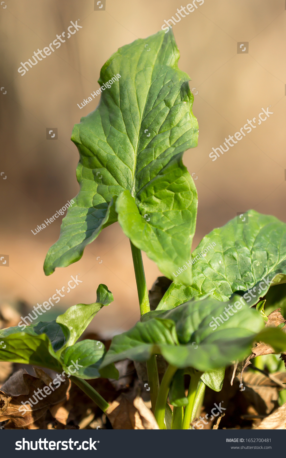 Cuckoopint Arum Maculatum Arrow Shaped Leaf Stock Photo 1652700481