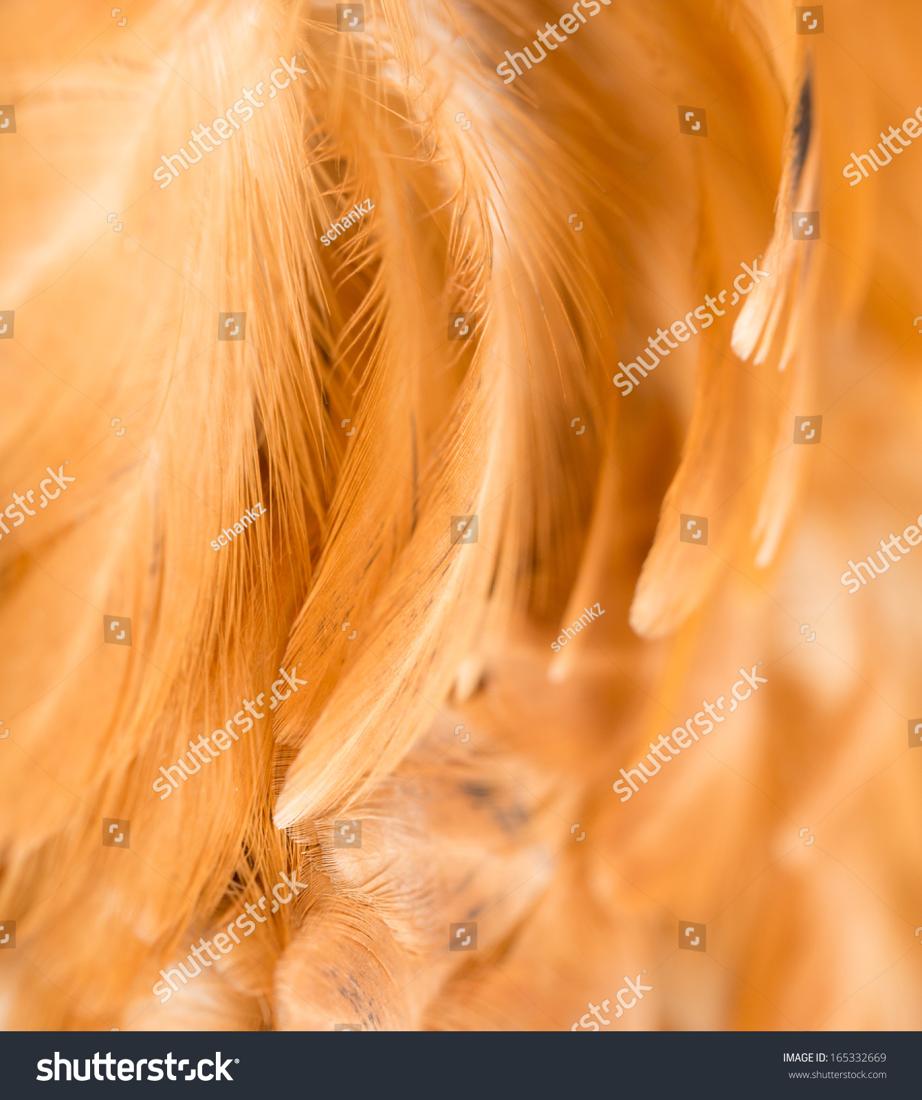 Rooster Feather Background Fine Texture Stock Photo 165332669