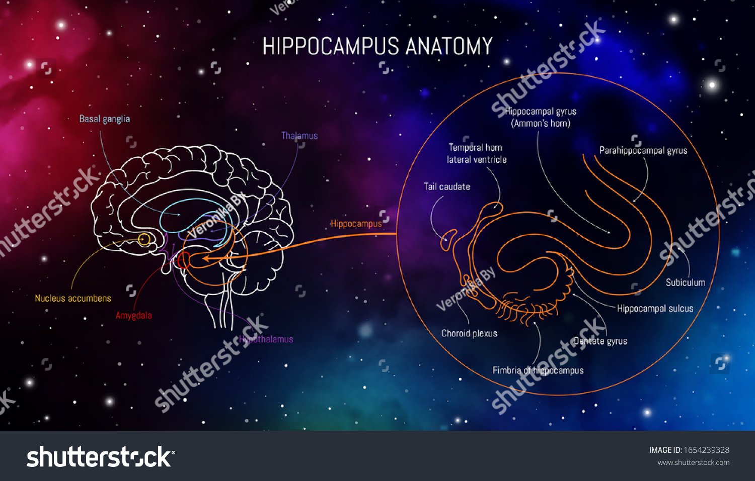 Hippocampus Anatomy Structure Neuroscience Infographic On Biology Diagrams