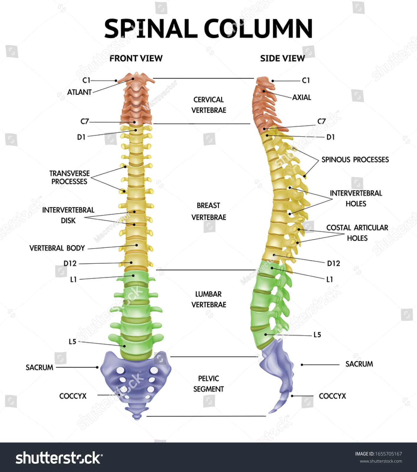 Spinal Column Anatomy Side Front Views Stock Vector (Royalty Free ...