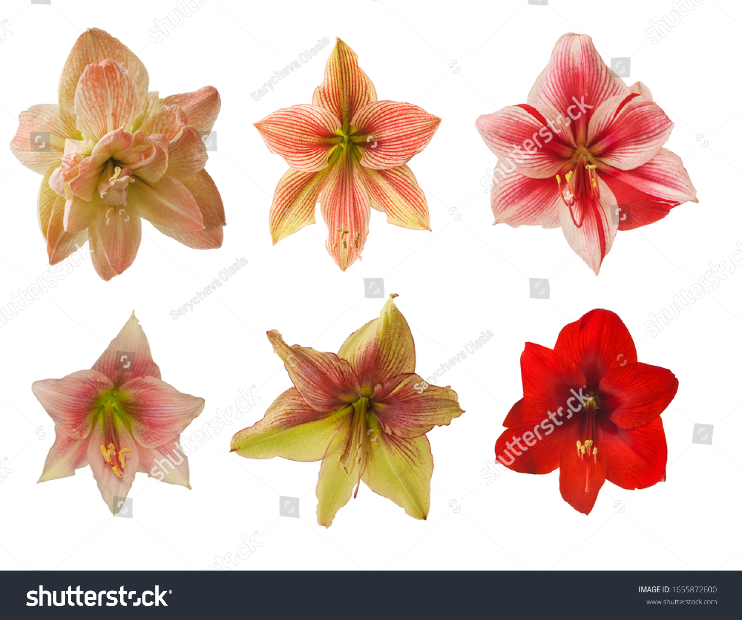 Set Red Striped Double Pink Flowers Stock Photo 1655872600 | Shutterstock