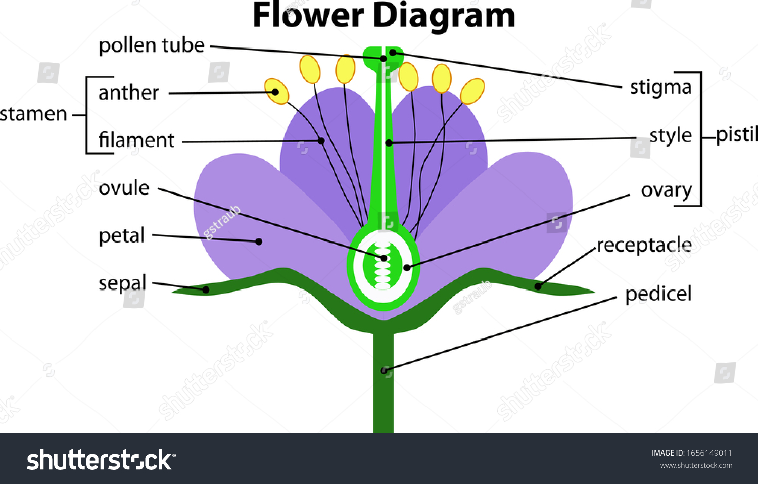 Diagram Flower Structure: wektor stockowy (bez tantiem) 1656149011.