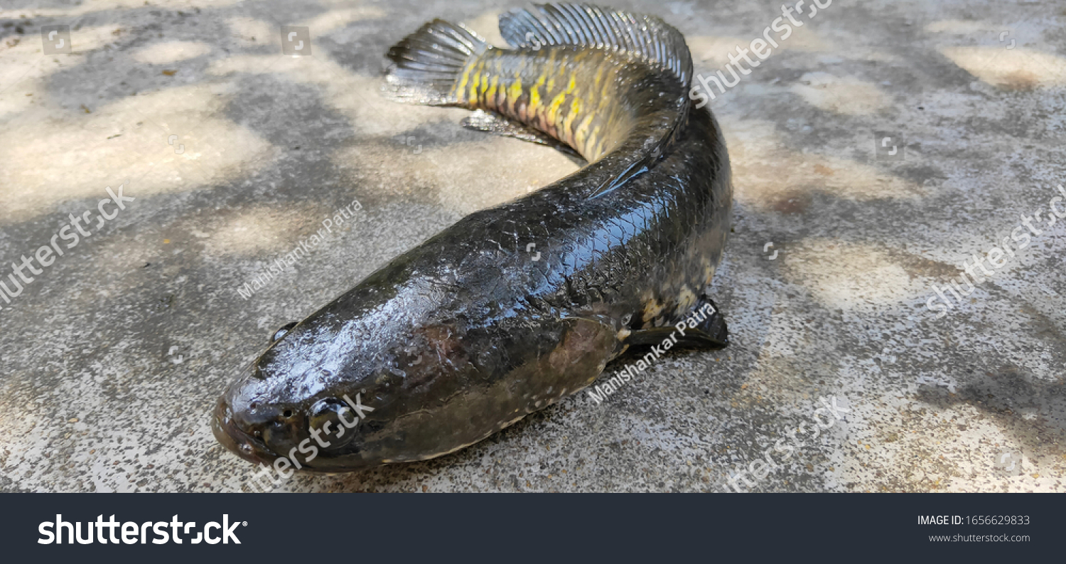 Head Channa Striata Chevron Snakehead Fish Stock Photo 1656629833 ...