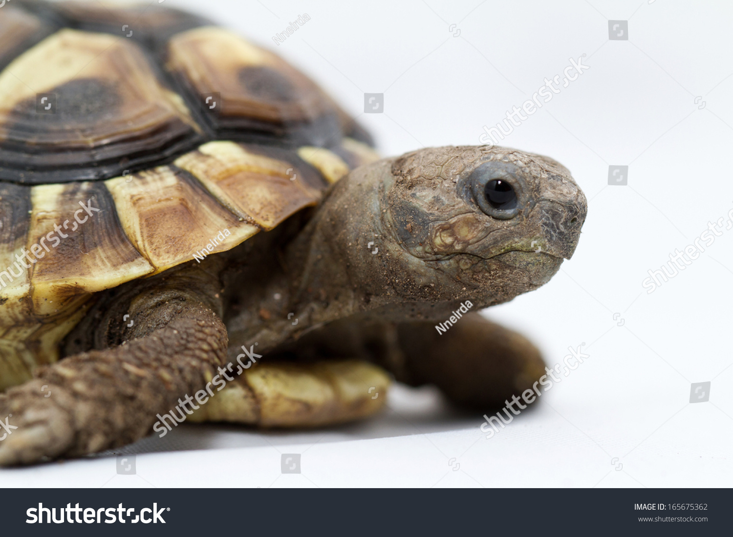 Testudo Hermanni Tortoiseon White Isolated Background Stock Photo