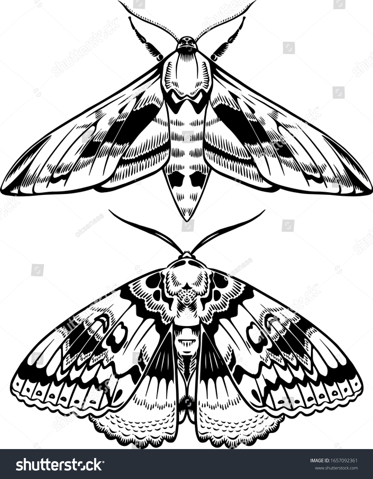 Moths Butterflies Black White Vector Illustration Stock Vector (Royalty ...