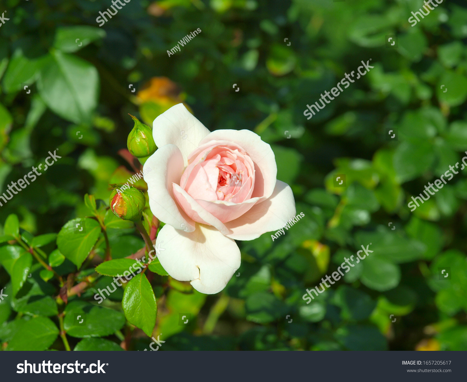 Pink Roses Green Background Stock Photo 1657205617 | Shutterstock