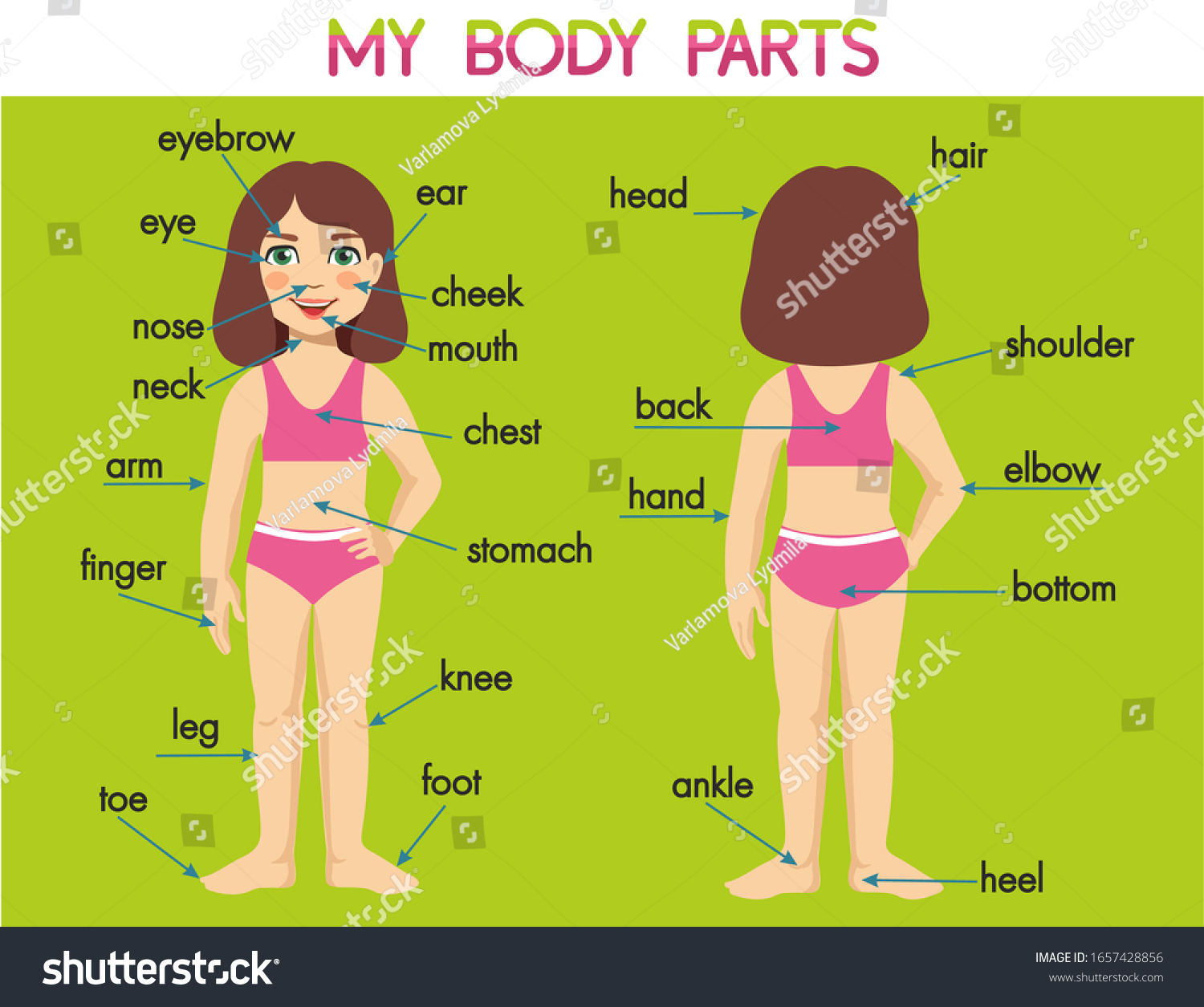 Illustration Poster Parts Body Girl Body Stock Vector (Royalty Free ...