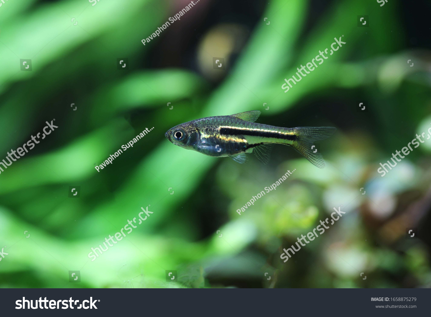 Siamese Dwarf Rasbora Trigonostigma Somphongsi Stock Photo 1658875279 ...