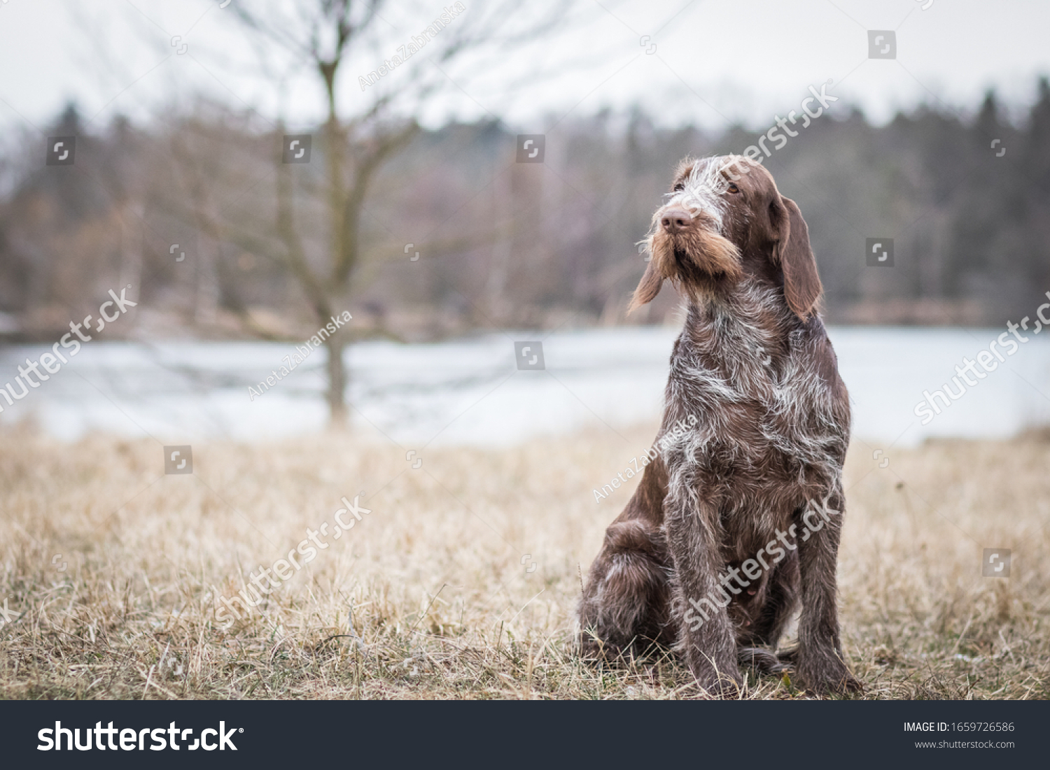 how long is a spinone italiano