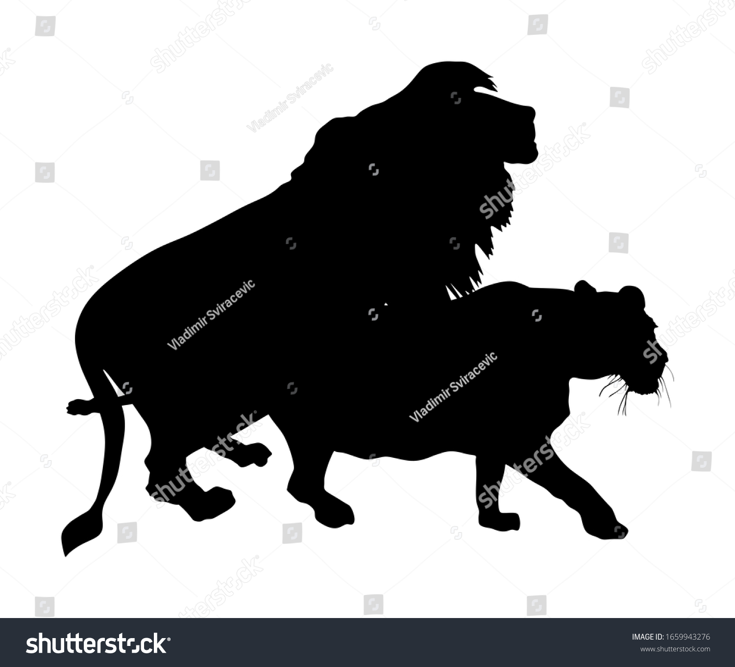 Sex Lion Vector Silhouette Illustration Isolated Stock Vector Royalty Free 1659943276 2707