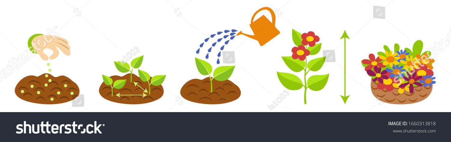 Flowers Growth Cycle Plant Growth Stages Stock Vector (royalty Free 