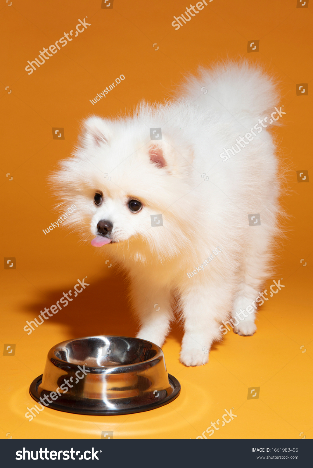 can a pomeranian eat rice