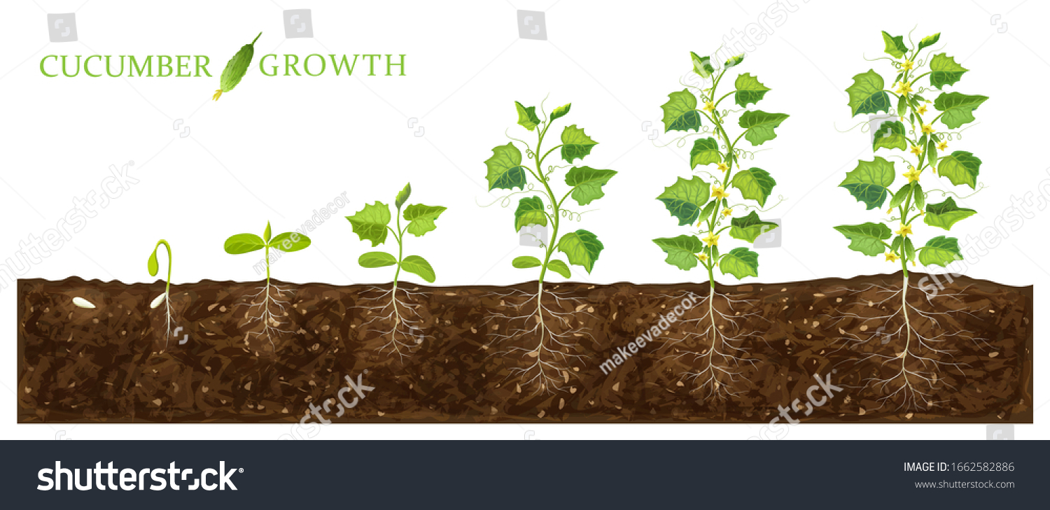 15,002 Seed In Ground Illustration Images, Stock Photos & Vectors ...