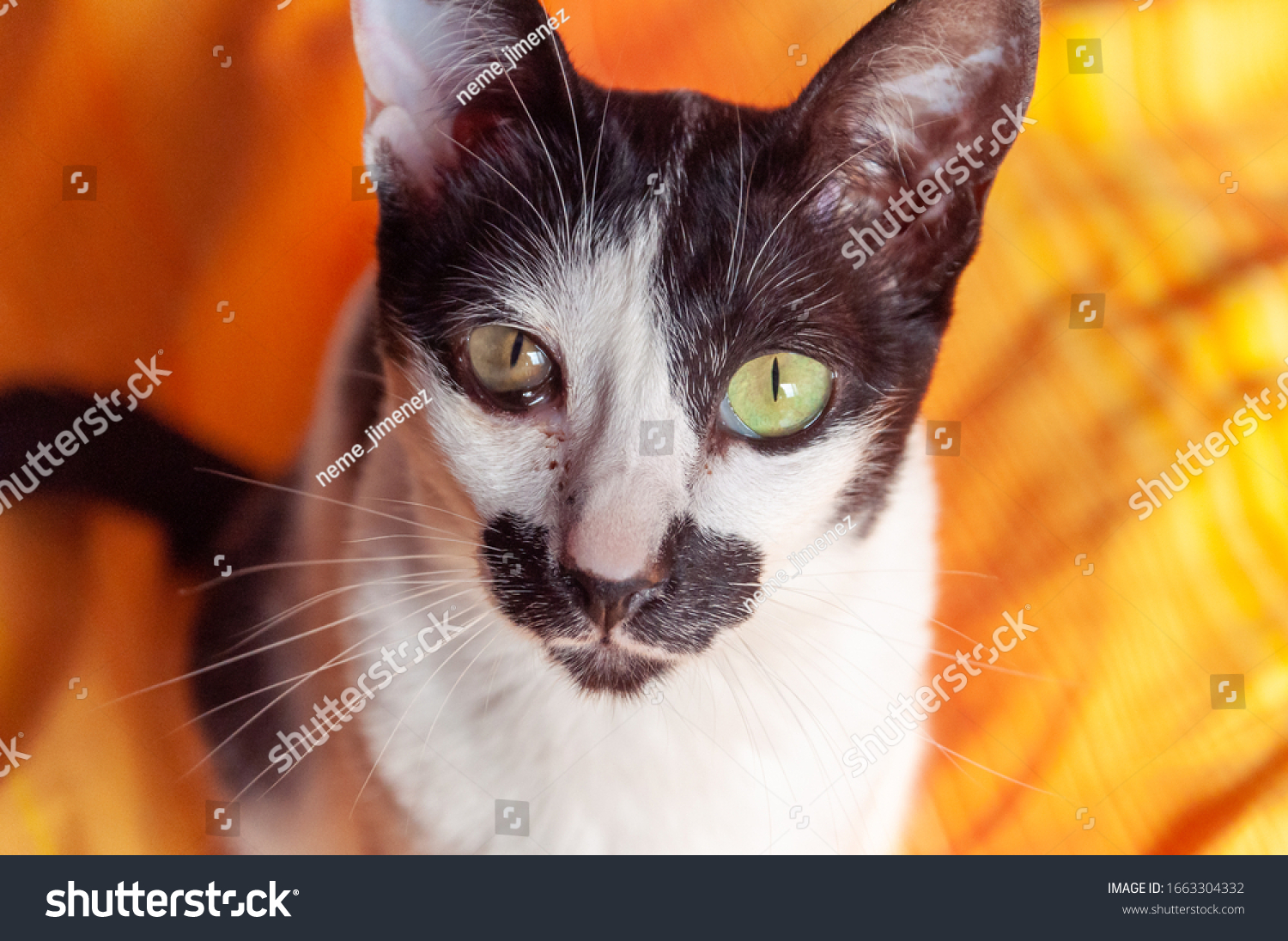 white cat with black spots and green eyes