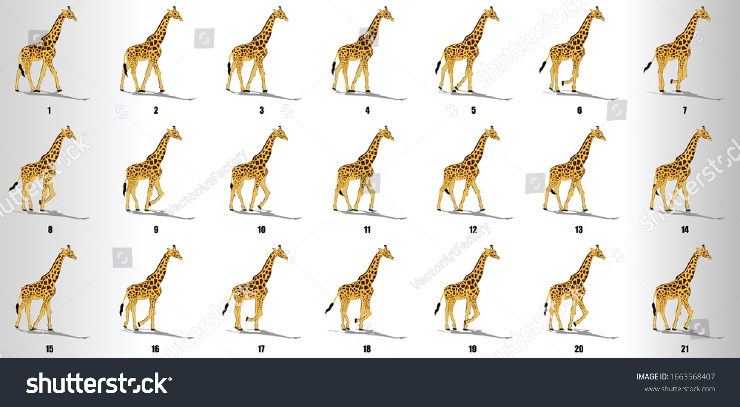 Vektor Stok Giraffe Walk Cycle Animation Frames Loop (Tanpa Royalti) 1663568407 | Shutterstock