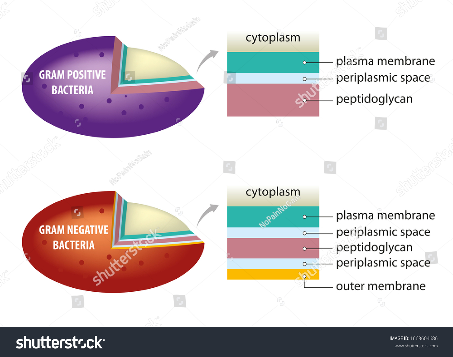 Schematic Illustration Difference Between Bacterial Cell Stock ...