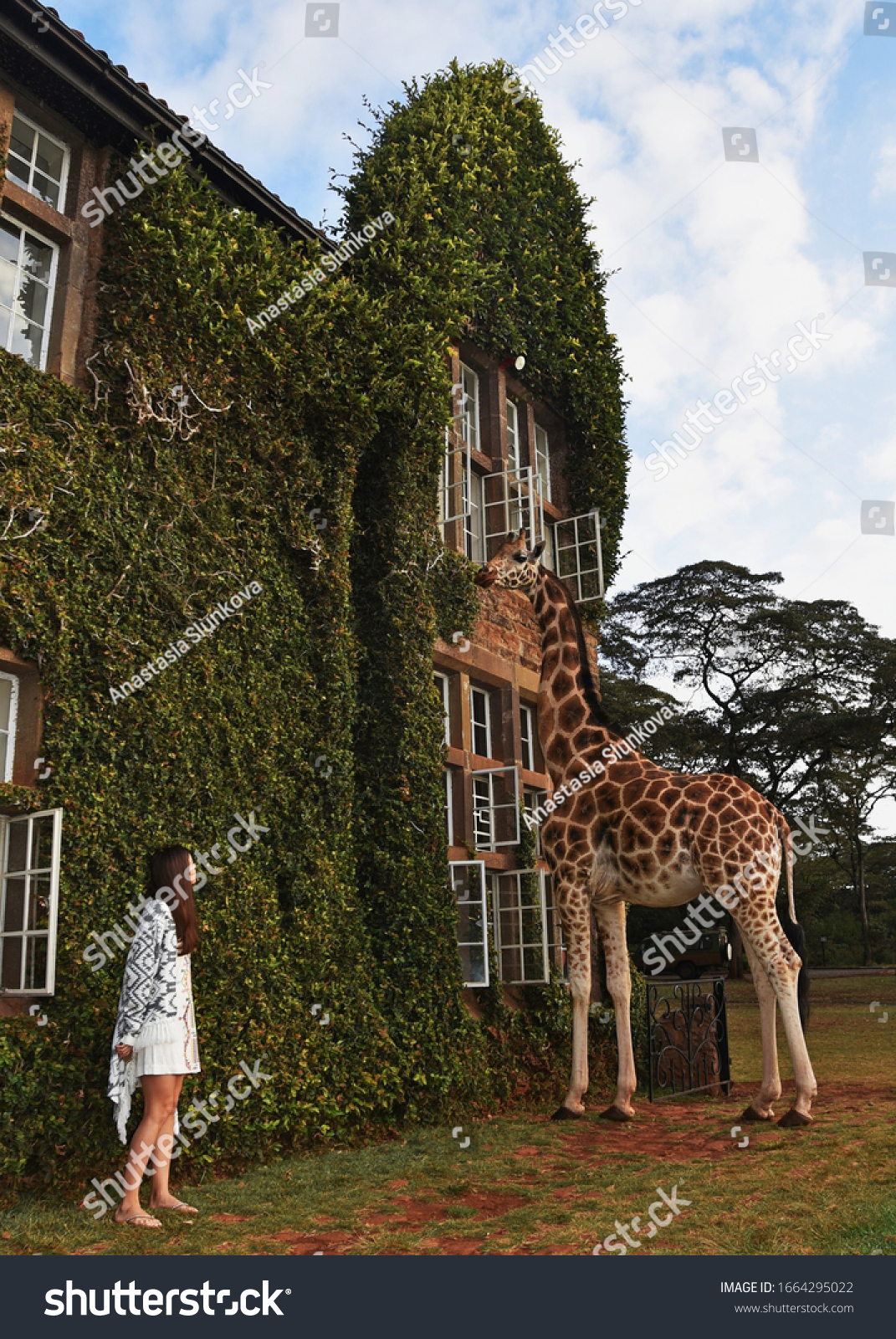 273,594 기린 이미지, 스톡 사진 및 벡터 | Shutterstock